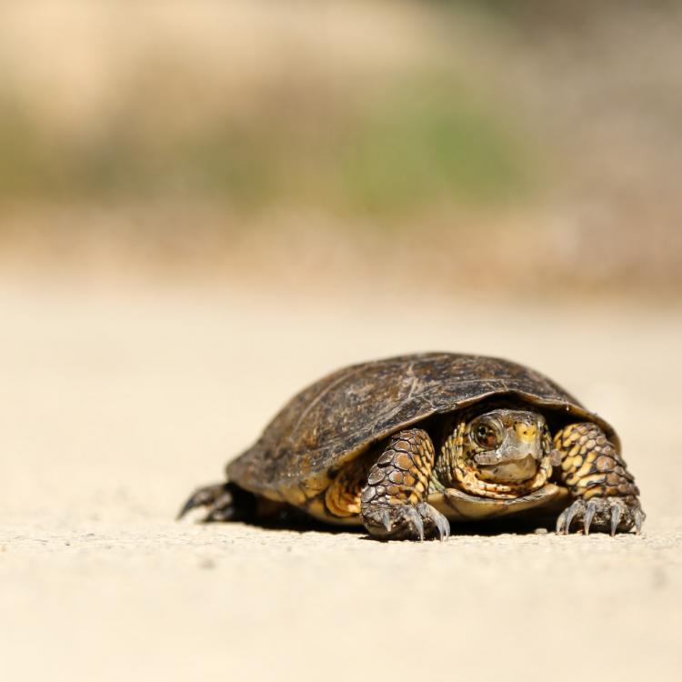 Turtle on sand